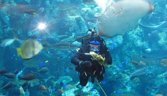 A diver feeds fish at the Aquarium of the Pacific.