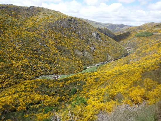 Golden blossoms of gorse cover hillsides near the Taieri River. Photo by Catherine Fancher