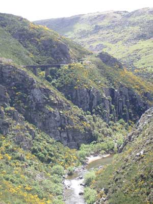 Trestle bridges support the railway high above the Taieri Gorge. Photo by Catherine Fancher