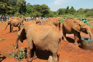 The elephants take center stage.