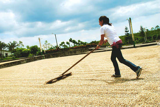 The coffee beans need to be spread out and flipped so they can dry in the sun. 