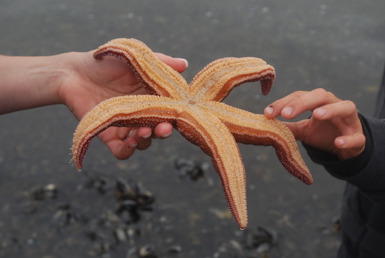 Starfish