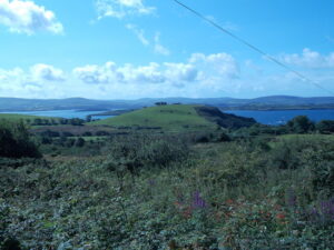 Wildflowers in Beara Peninsula