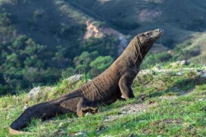 Komodo Dragon Spotting on Indonesia’s Komodo Island