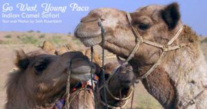 Go West, Young Paco: Indian Camel Safari