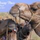 Camel safari in India: Best Travel Experience in India