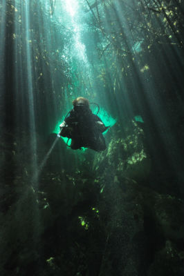 Diving in the Cenotes of the Yucata - Divers can swim beneath the mangrove roots.