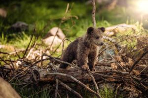 Grizzly Dreams: Alaska’s Katmai National Park