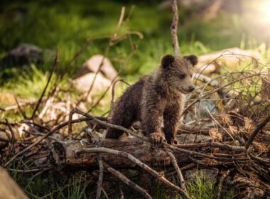 Baby bear at Katmai National Park