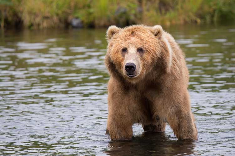 Bear viewing in Alaska. Photo by 