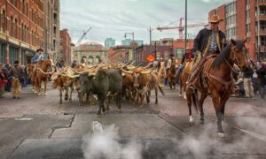 The National Western Stock Show in Denver kicks off with a parade through downtown Denver. Photo by Visit Denver