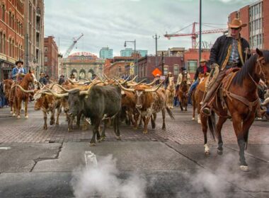The National Western Stock Show in Denver kicks off with a parade through downtown Denver. Photo by Visit Denver