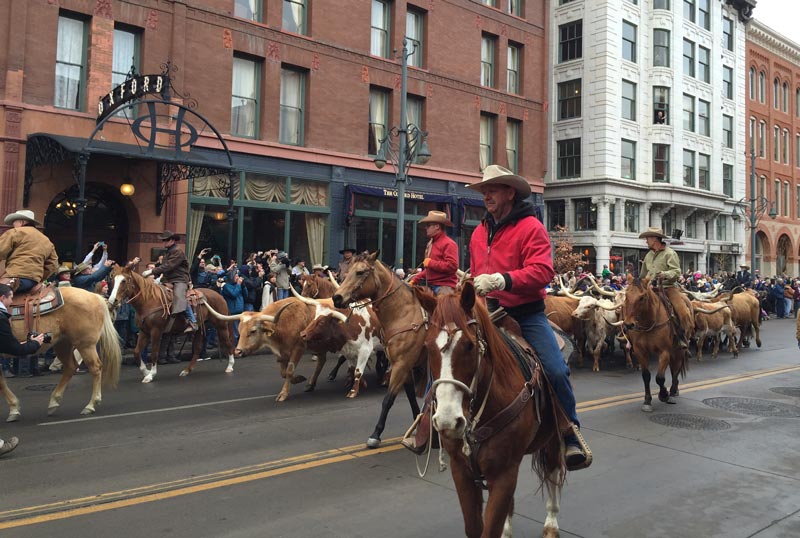 Each January, the National Western Show has a parade through Denver to kick off the event. Photo by Janna Graber