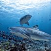 Swim with sharks in the Bahamas