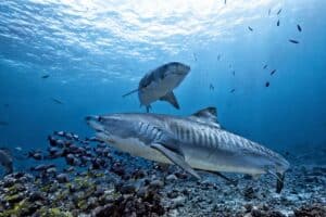 Lunching With Carnivores: A Shark Dive in The Bahamas