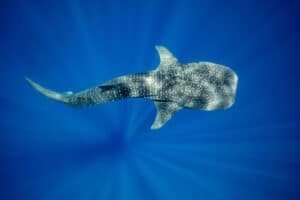 Swimming with Whale Sharks: Cancun’s Gentle Giants