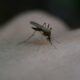 How to stay safe when traveling to Zika-Risk Areas