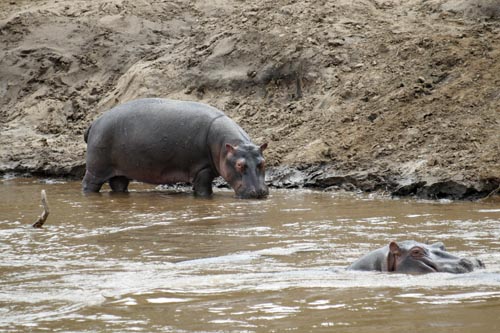 Hippos in Kenya. Flickr/DEMOSH