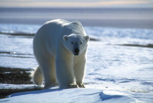 Greenland Polar Bear