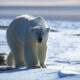 Greenland Polar Bear