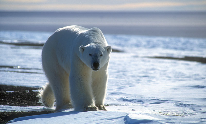 Polar bear in Greenland. Photo courtesy VisitGreenland.com