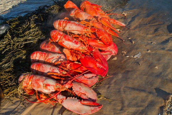 Lobster bake on the American Eagle. Photo by Ben Rader