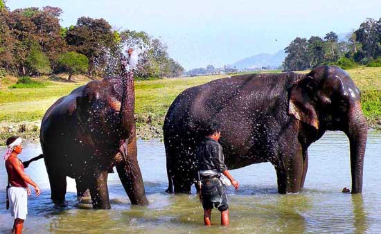 After each safari, the mahouts bathe and brush their elephants in the nearby river. Photo by Annie Palovcik