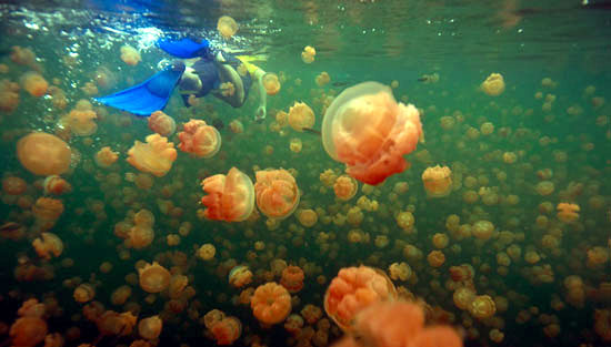 Snorkel con medusas en Palau