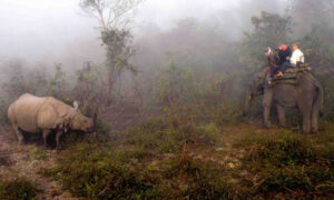 Rhinos at Dawn: Safari in India