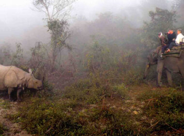 Viewing rhinos on safari in India. Photo by Annie Palovcik