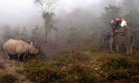 Viewing rhinos on safari in India. Photo by Annie Palovcik