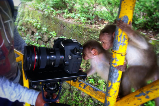 Curious monkeys check out the camera. It took an eight-hour bus ride to reach Kumily. Photo by Anup Baria