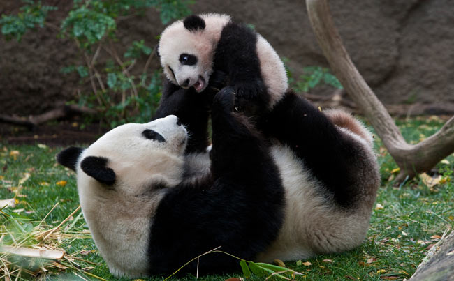 Mother Panda, Bai Yun and her baby, Yun Zi, at the San Diego Zoo. Photo by San Diego Zoo