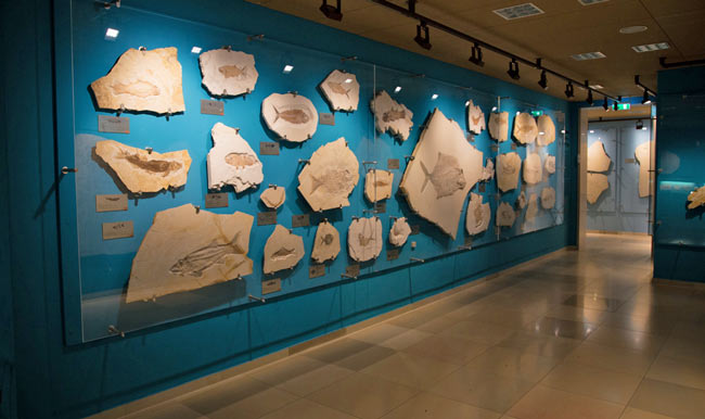 Museum Solnhofen houses an incredible collection of fossils that have been found in the nearby quarries. Photo by Benjamin Rader