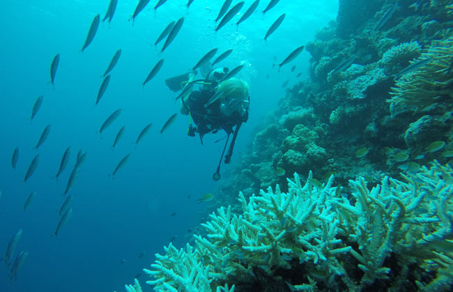 The author diving at AaaVeee in the Maldives. 