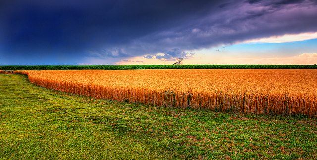 Kansas wheat.