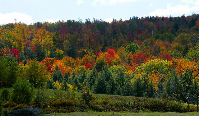 Vermont colors.