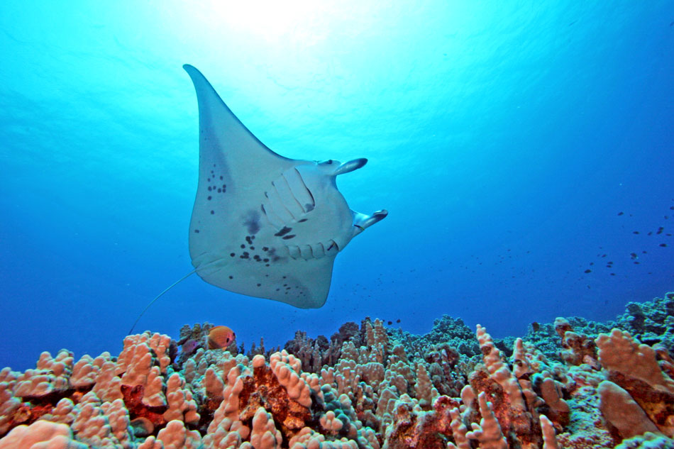 Giant manta rays in Hawaii. Photo by John Haut, Kona Divers