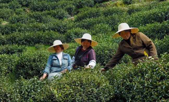 Longjing Village: Workers harvest only the pick the smallest, most tender top two leaves on each section. Flickr/Nicholas Turland