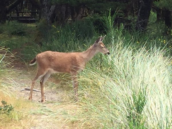 A deer hanging out just outside of my campsite