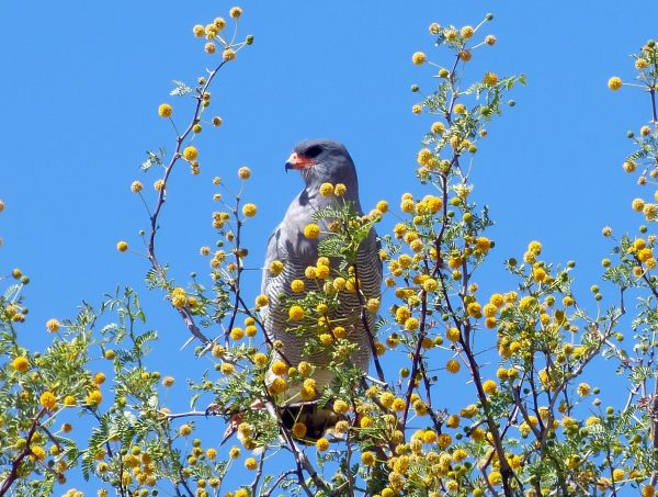 Namibia. Pale Chanting Goshawk in Acacia Tree. Photo by Jeanne Block