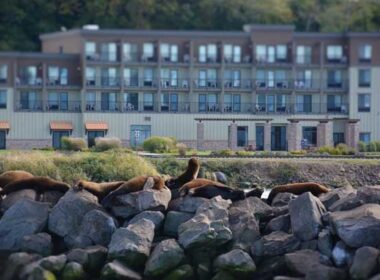 Sea lions outside our hotel in Astoria. Photo by Jim Pond