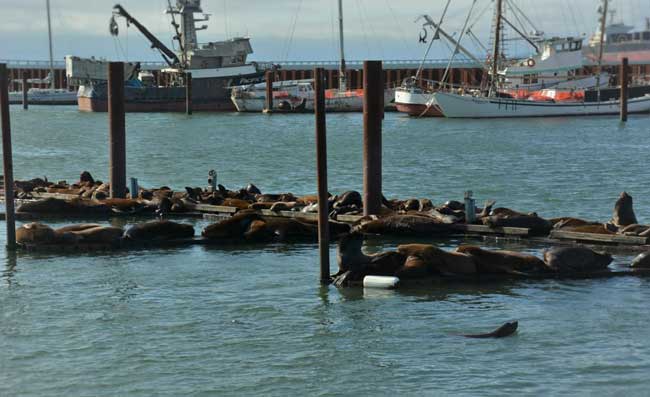 Sea Lions in Port of Astoria East Mooring Basin. Photo by Jim Pond