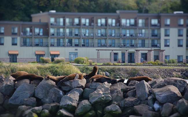 Sea lions outside our hotel in Astoria. Photo by Jim Pond