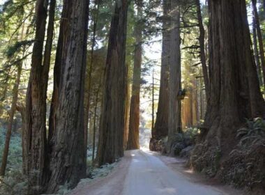 Jedidiah Smith Redwoods State Park. Photo by Jim Pond