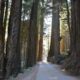 Jedidiah Smith Redwoods State Park. Photo by Jim Pond
