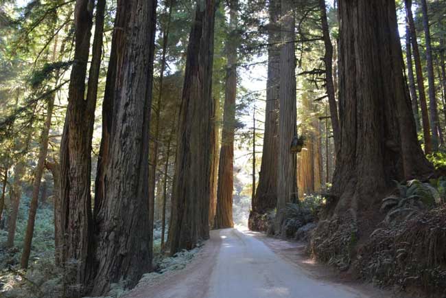 Jedidiah Smith Redwoods State Park. Photo by Jim Pond