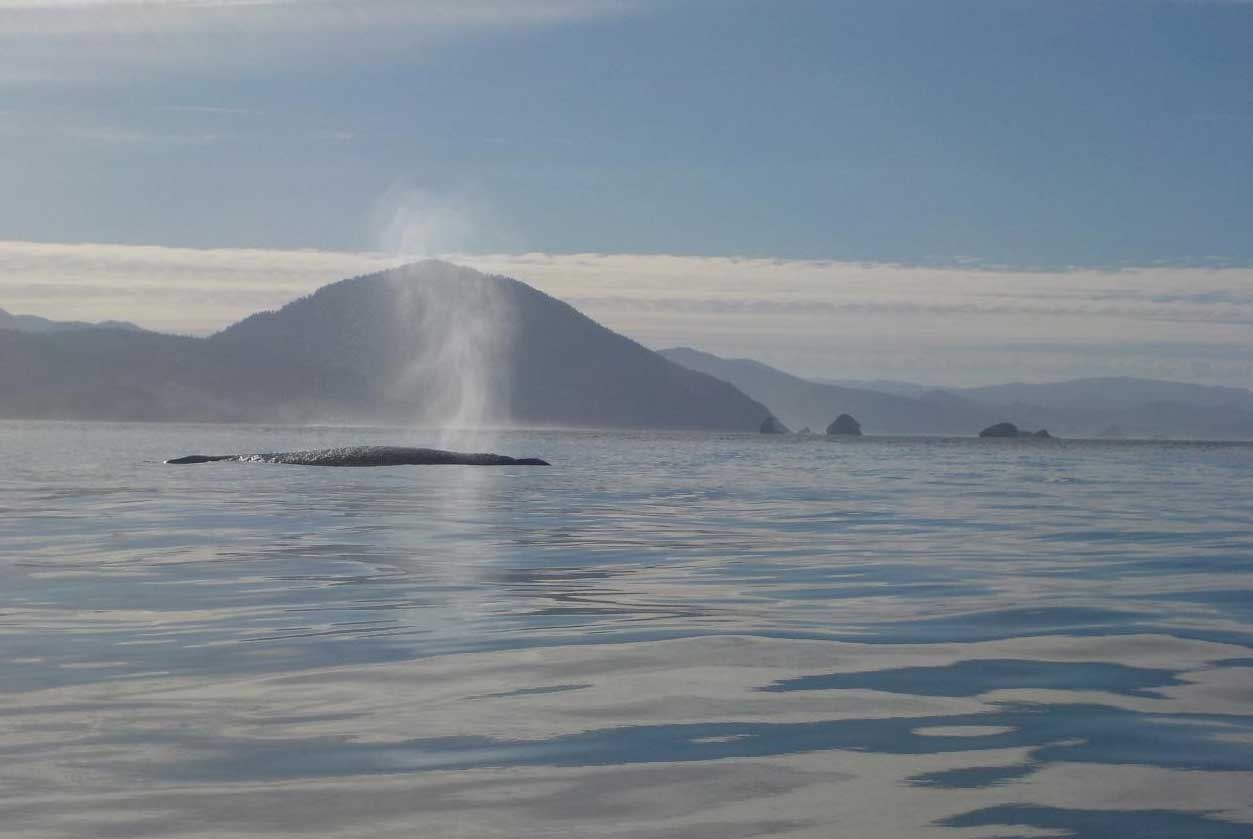 Kayaking with gray whales in Oregon. Photo by South Coast Tours, LLC