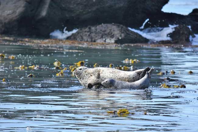 Harbor Seals in Trinidad, California. Photo by Jim Pond