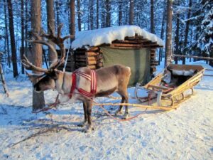 Reindeer sleigh rides in Finland are something you'll never forget. Flickr/Heather Sunderland